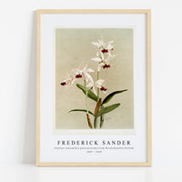 Frederick Sander - Cattleya intermedia punctatissima from Reichenbachia Orchids-1847-1920