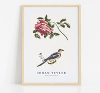 
              Johan Teyler - Rose and a Parakeet
            