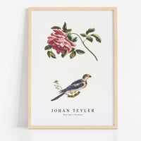 Johan Teyler - Rose and a Parakeet