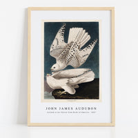 John James Audubon - Iceland or Jer Falcon from Birds of America (1827)