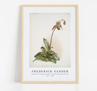 
              Frederick Sander - Cypripedium selligerum majus from Reichenbachia Orchids-1847-1920
            
