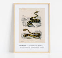 
              Charles Dessalines D'Orbigny - Rattlesnake (Crotale) and Saharan horned Viper (Cerastes)
            