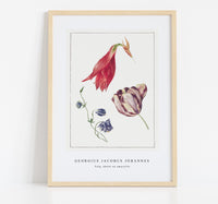 
              Georgius Jacobus Johannes - Tulp, akelei en amaryllis
            