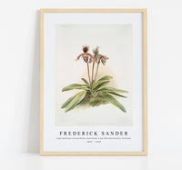
              Frederick Sander - Cypripedium oenanthum superbum from Reichenbachia Orchids-1847-1920
            