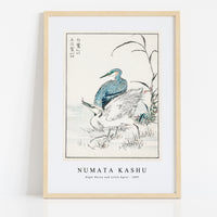 Numata Kashu - Night Heron and Little Egret illustration from Pictorial Monograph of Birds (1885)