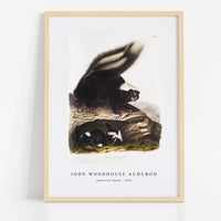 John Woodhouse Audubon - American Skunk (Mephitis Americana) from the viviparous quadrupeds of North America (1845)