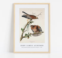 
              John James Audubon - Red-shouldered Hawk from Birds of America (1827)
            