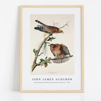 John James Audubon - Red-shouldered Hawk from Birds of America (1827)