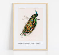 
              Charles Dessalines D'Orbigny - Indian peafowl (Pavo Cristatus)
            
