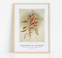 
              Frederick Sander - Arachnanthe clarkei from Reichenbachia Orchids-1847-1920
            