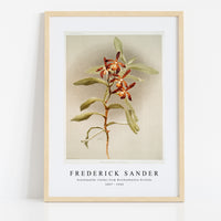Frederick Sander - Arachnanthe clarkei from Reichenbachia Orchids-1847-1920