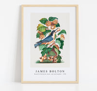 
              James bolton - Beautiful Nuthatch, hazel, oak and bramble 1768
            