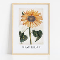 Johan Teyler - Sunflower (1688-1698)