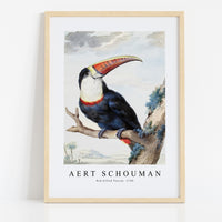 Aert schouman - Red-billed Toucan-1748