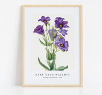 
              Mary Vaux Walcott - Eustoma russelianum (1930)
            