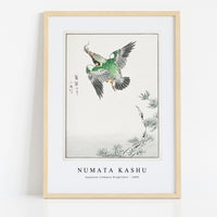 Numata Kashu - Japanese Common Kingfisher illustration from Pictorial Monograph of Birds (1885)