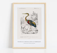 
              Charles Dessalines D'Orbigny - Purple heron (Ardea purpurea)
            