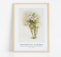 
              Frederick Sander - Dendrobium melanodiscus from Reichenbachia Orchids-1847-1920
            