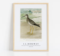 
              J L Ridgway -The Greater Yellow Legs (Totanus Melanoleucus) 1859-1947
            