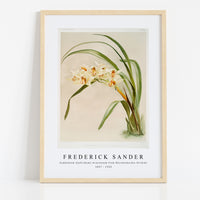 Frederick Sander - Cymbidium (hybridum) winnianum from Reichenbachia Orchids-1847-1920