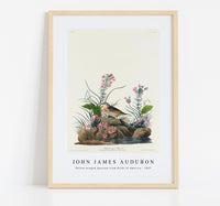 
              John James Audubon - Yellow-winged Sparrow from Birds of America (1827)
            