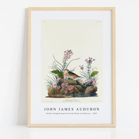 John James Audubon - Yellow-winged Sparrow from Birds of America (1827)