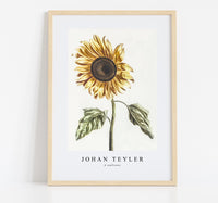 
              Johan Teyler - A sunflower
            