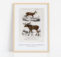 
              Charles Dessalines D'Orbigny - Alces alces and Moschus
            