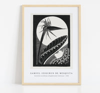 
              Samuel Jessurun De Mesquita - Strelitzia overblown (Uitgebloeide strelitzia) (1934)
            