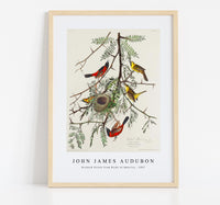
              John James Audubon - Orchard Oriole from Birds of America (1827)
            