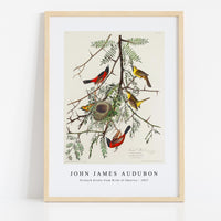 John James Audubon - Orchard Oriole from Birds of America (1827)