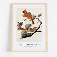 John James Audubon - Cardinal Grosbeak (1811)