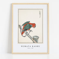 Numata Kashu - Macaw illustration from Pictorial Monograph of Birds (1885)