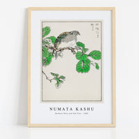 Numata Kashu - Barbary Dove and Oak Tree illustration from Pictorial Monograph of Birds (1885)