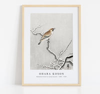 
              Ohara Koson - Bohemian bird on snowy branch (1900 - 1930) by Ohara Koson (1877-1945)
            