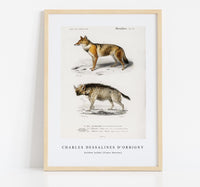 
              Charles Dessalines D'Orbigny - Golden Jackal (Canis Aureus)
            