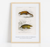 
              Charles Dessalines D'Orbigny - Yellow armadillo (Euphractus sexcinctus) and Indian Pangolin (Manis crassicaudata)
            
