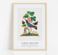 
              James Bolton - Subalpine warbler and eggs, strawberry, Red Admiral, wasp cocoon, ants and cocoons 1768
            