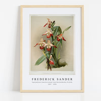 Frederick Sander - Cypripedium lemoinierianum from Reichenbachia Orchids-1847-1920