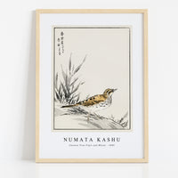 Numata Kashu - Chinese Tree-Pipit and Wheat illustration from Pictorial Monograph of Birds (1885)