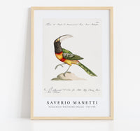 
              Saverio Manetti - Tucana Aracari Brasilensibus (Toucan) 1723-1785
            