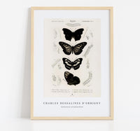 
              Charles Dessalines D'Orbigny - Collection of butterflies
            