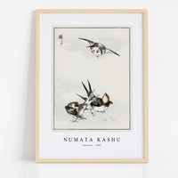 Numata Kashu - Swallow illustration from Pictorial Monograph of Birds (1885)
