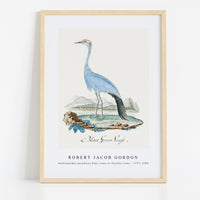 Robert Jacob Gordon - Anthropoides paradisea blue crane or Stanley crane (1777–1786)