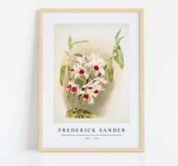 
              Frederick Sander - Dendrobium leechianum from Reichenbachia Orchids-1847-1920
            