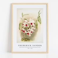 Frederick Sander - Dendrobium leechianum from Reichenbachia Orchids-1847-1920