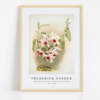 Frederick Sander - Dendrobium leechianum from Reichenbachia Orchids-1847-1920