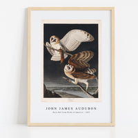 John James Audubon - Barn Owl from Birds of America (1827)