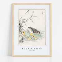 Numata Kashu - Duck illustration from Pictorial Monograph of Birds (1885)