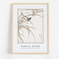 Numata Kashu - Japanese Grey Bunting and Rise Plant illustration from Pictorial Monograph of Birds (1885)